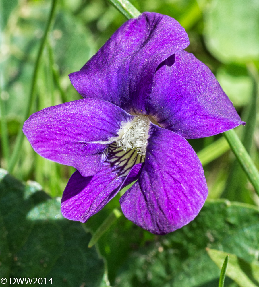 Velvet Flower (1 of 1).jpg