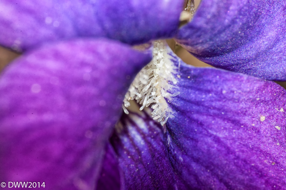 Velvet Life 3 (1 of 1).jpg