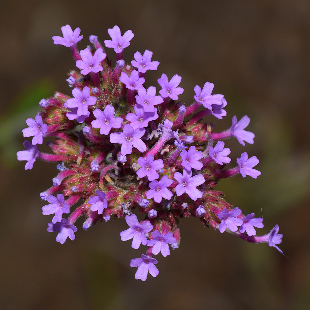 Verbena.jpg