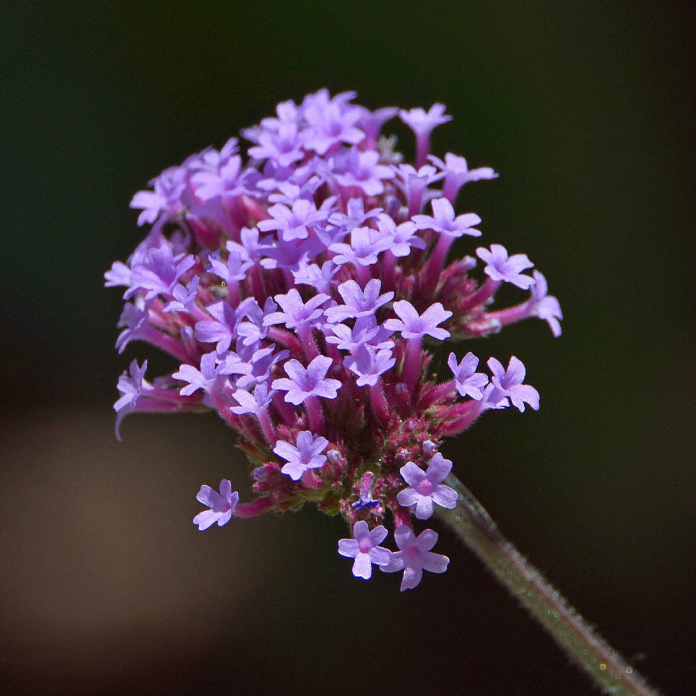 Verbena.jpg