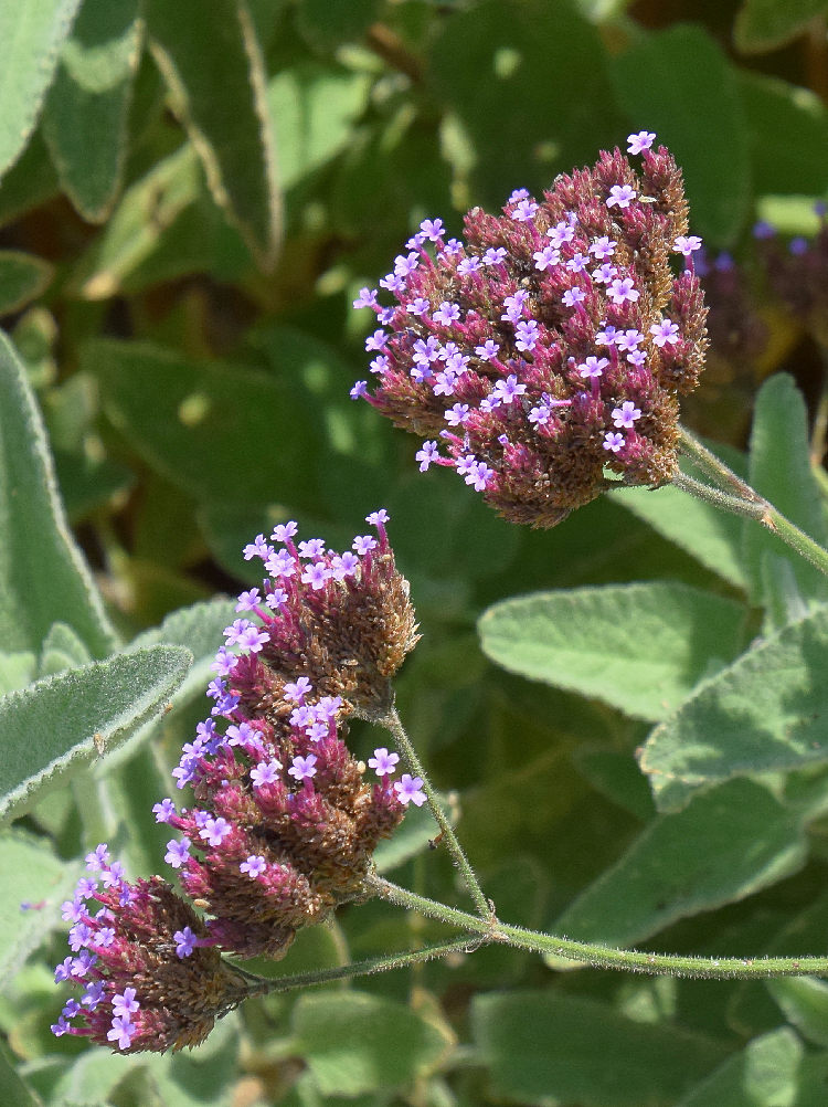 Verbena.jpg