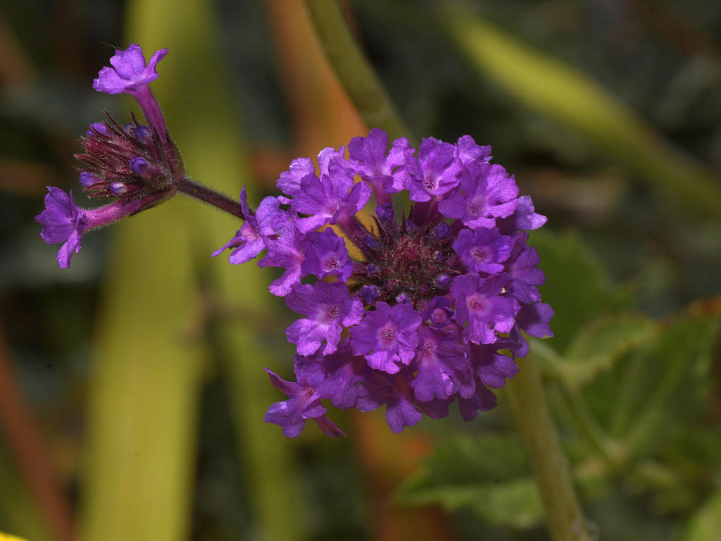 Verbena.jpg