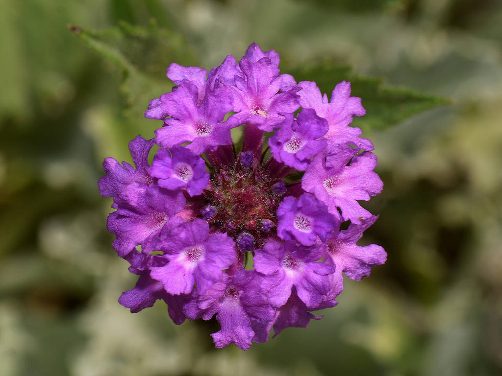 Verbena.jpg
