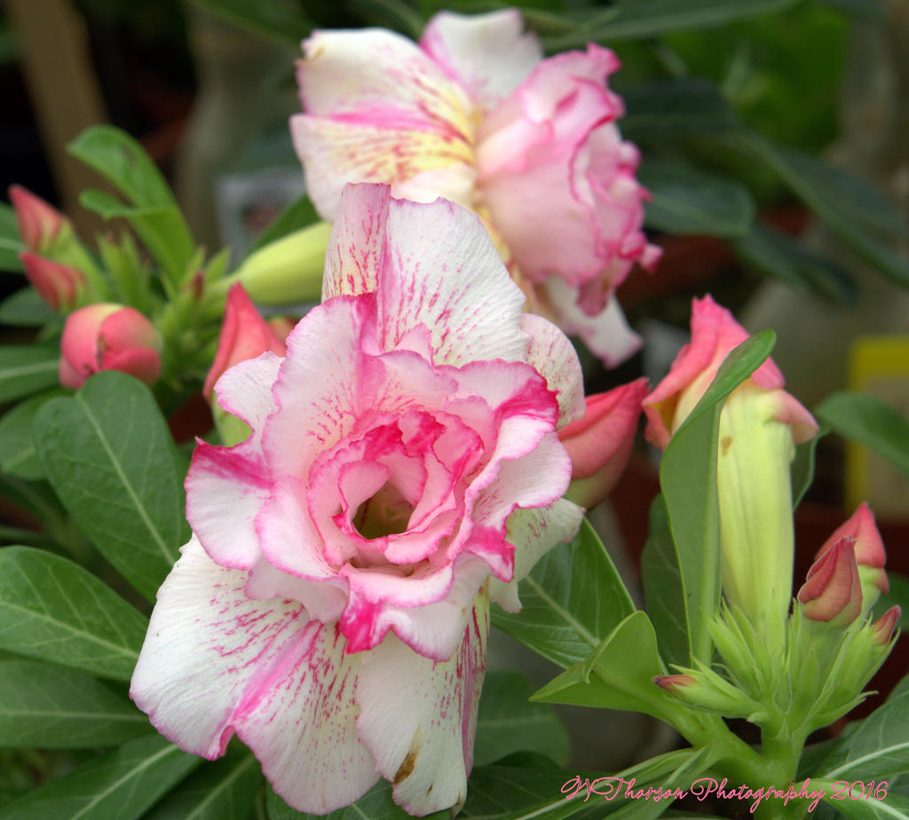 Verigated Pink and White Flowers  7-15-2016.jpg