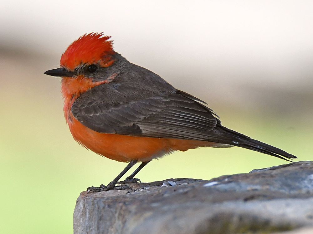 VermilianFlycatcher10.jpg