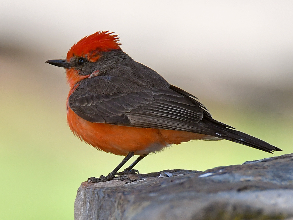 VermilianFlycatcher11.jpg