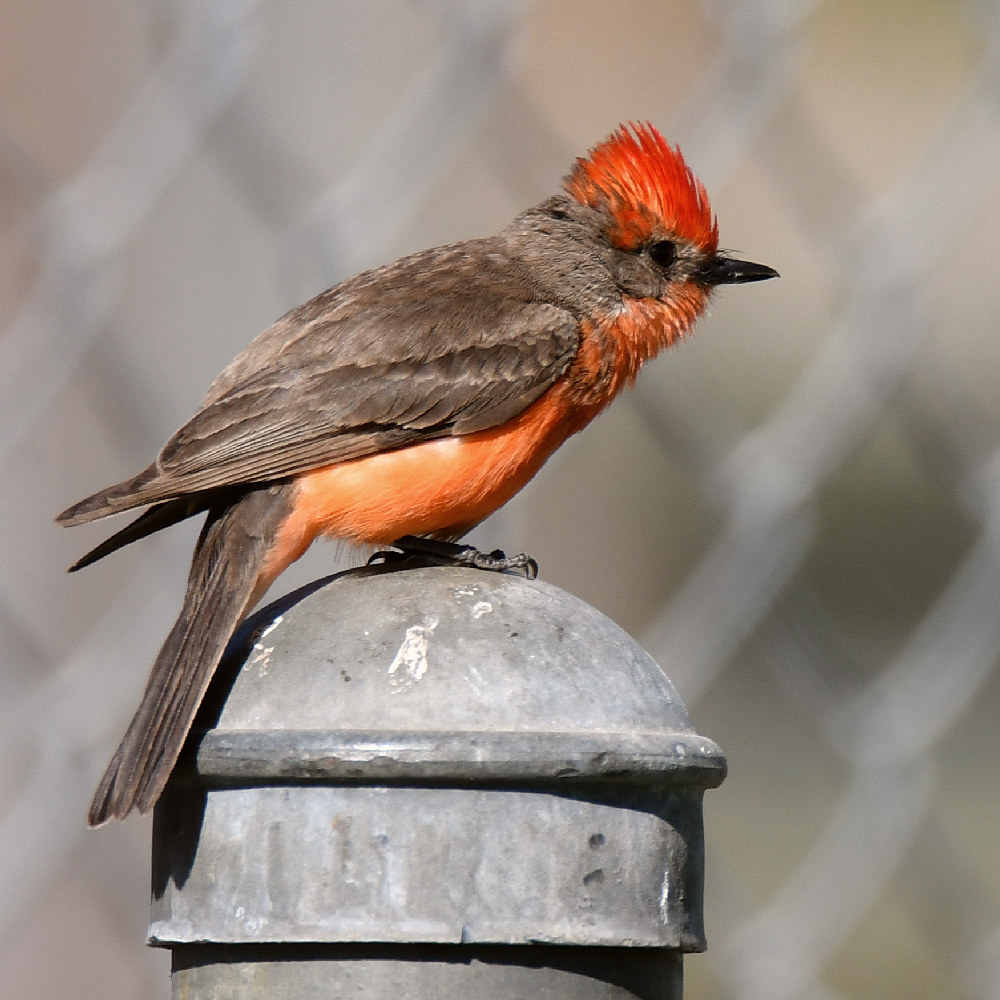 VermilianFlycatcher2.jpg