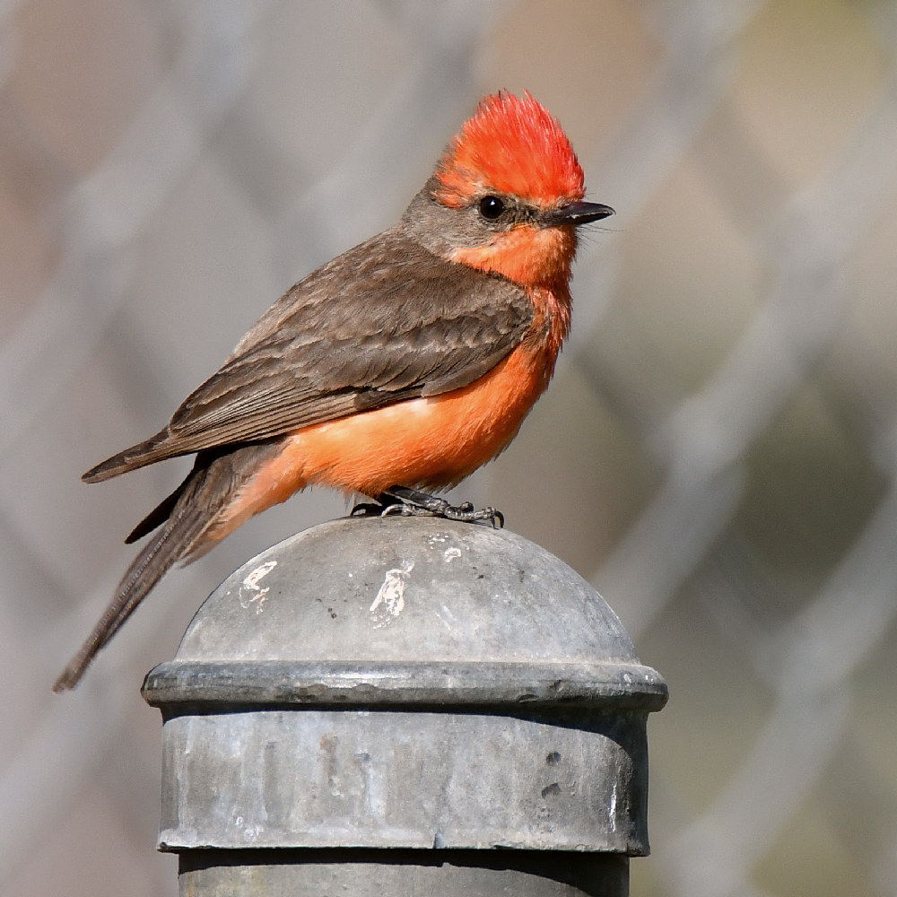 VermilianFlycatcher3.jpg