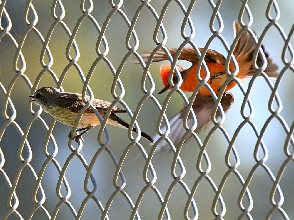 VermilianFlycatcher5.jpg