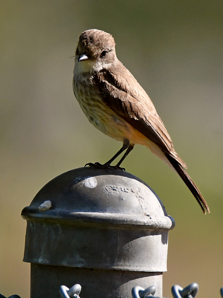 VermilianFlycatcher8.jpg
