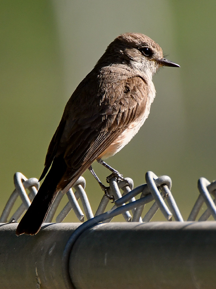VermilianFlycatcher9.jpg