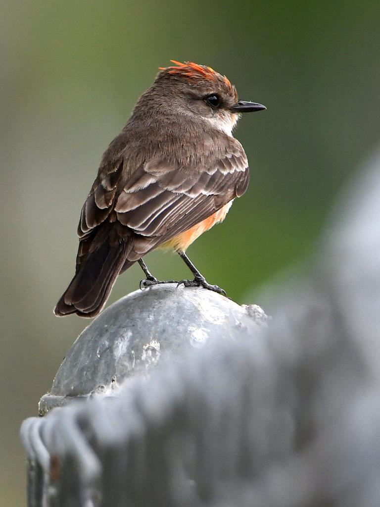 VermilionFlycatcher.jpg