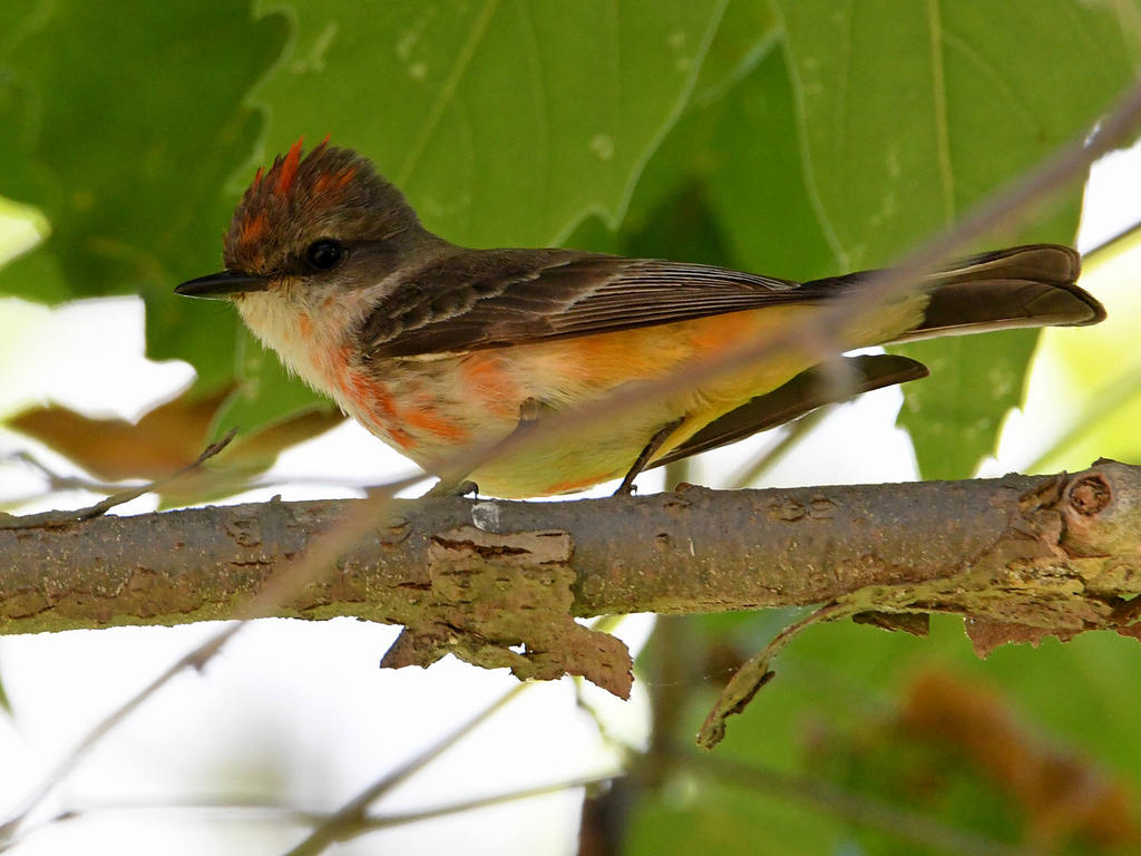 VermilionFlycatcher.jpg