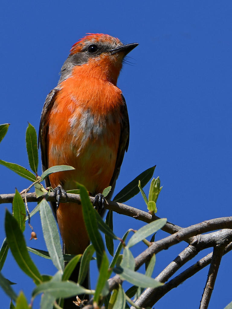 VermilionFlycatcher.jpg