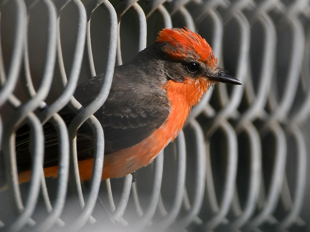 VermilionFlycatcher10.jpg