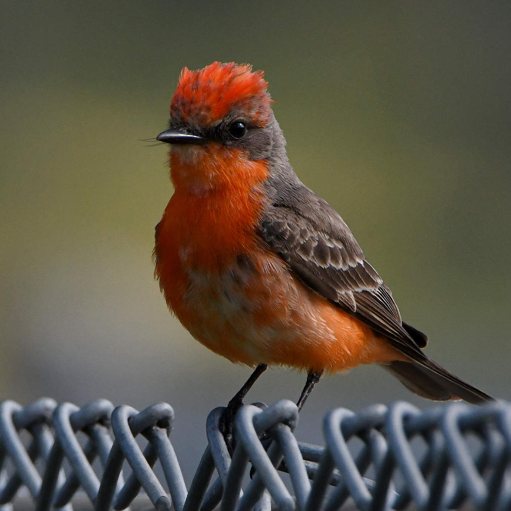 VermilionFlycatcher13.jpg