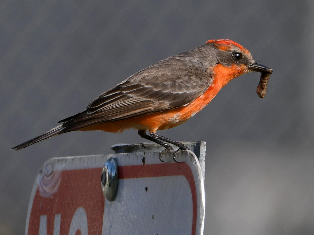 VermilionFlycatcher16.jpg