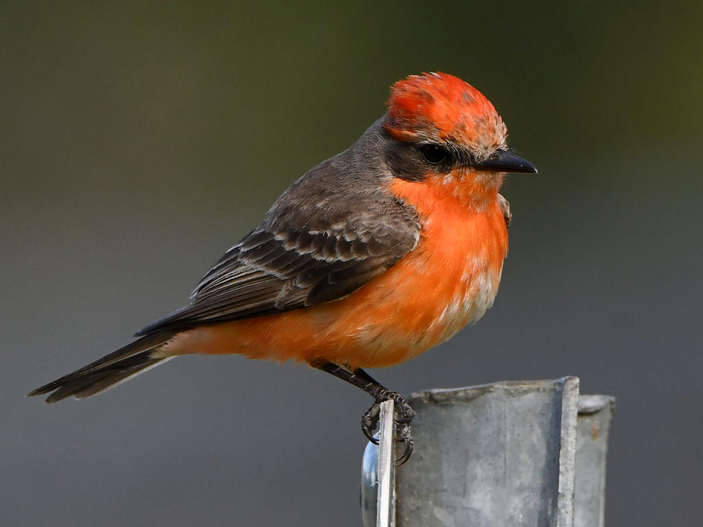 VermilionFlycatcher18.jpg