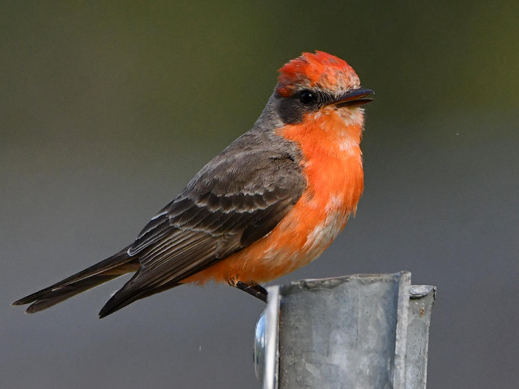 VermilionFlycatcher19.jpg