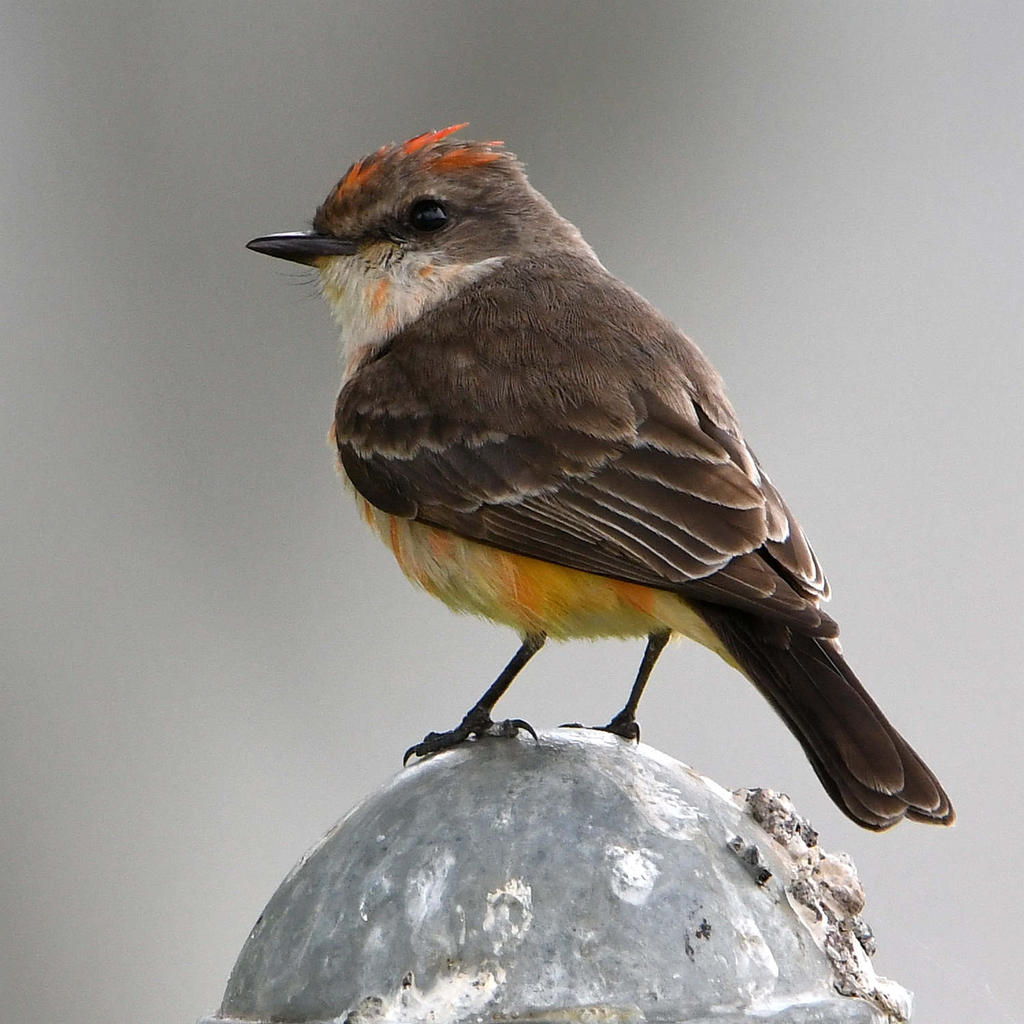 VermilionFlycatcher2.jpg
