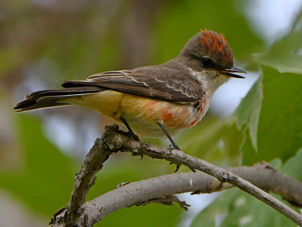 VermilionFlycatcher2.jpg