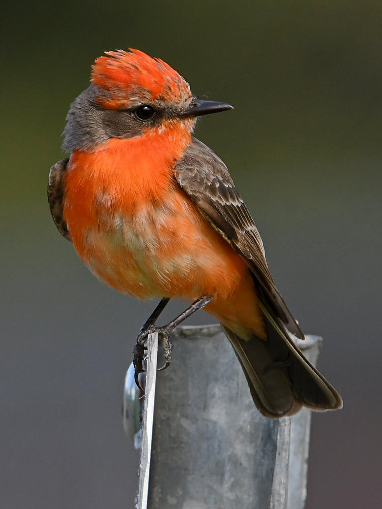 VermilionFlycatcher20.jpg