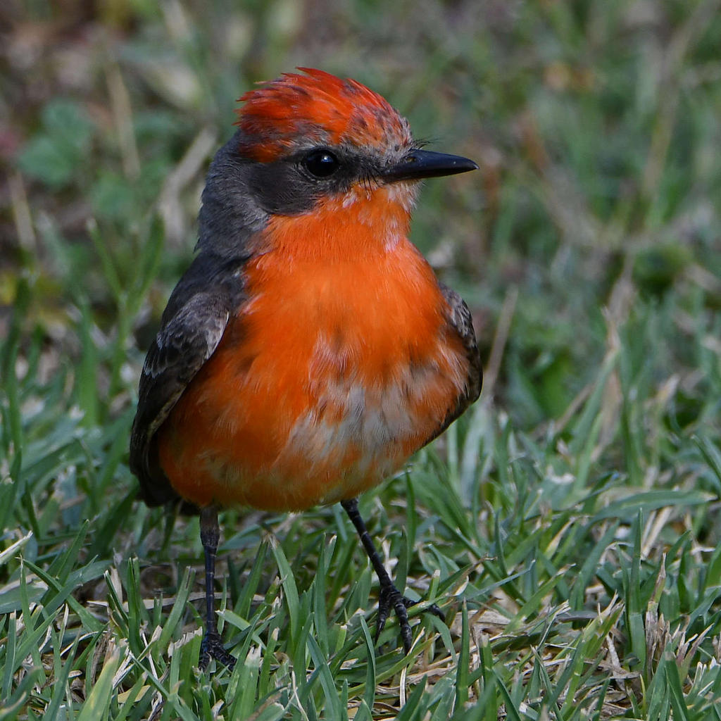 VermilionFlycatcher22.jpg