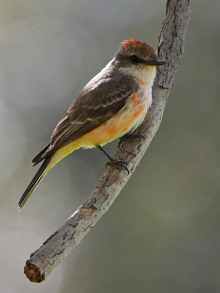 VermilionFlycatcher3.jpg
