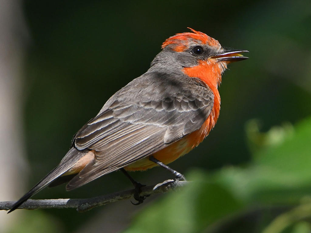 VermilionFlycatcher3.jpg