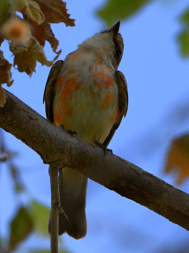 VermilionFlycatcher4.jpg