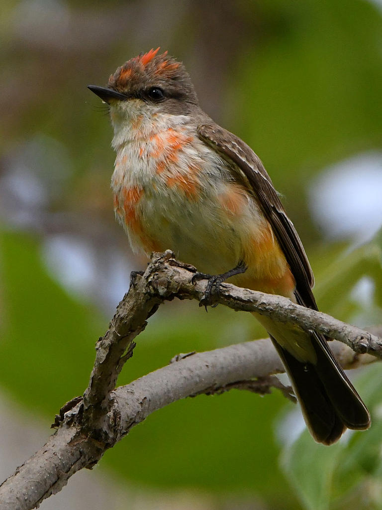 VermilionFlycatcher4.jpg
