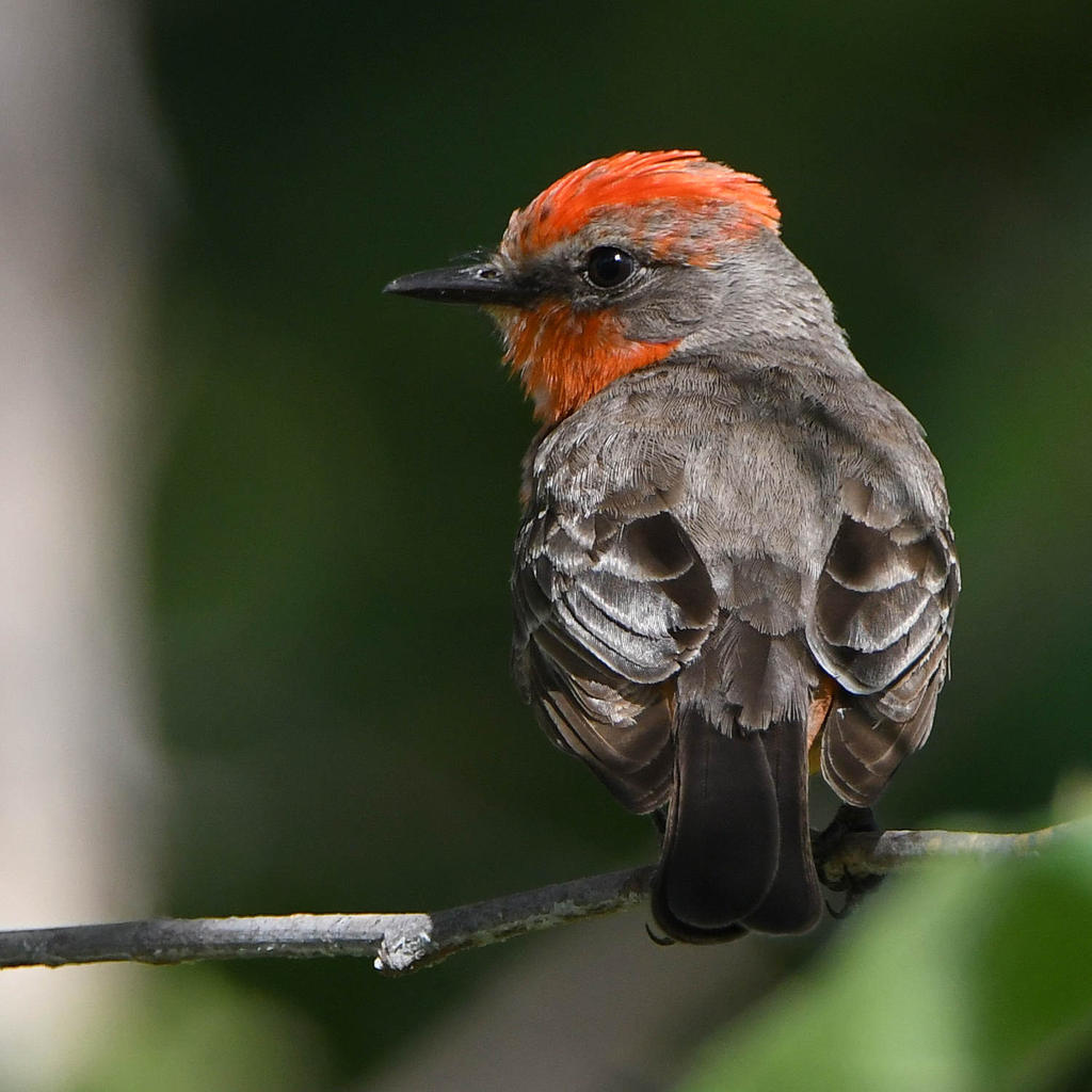 VermilionFlycatcher4.jpg