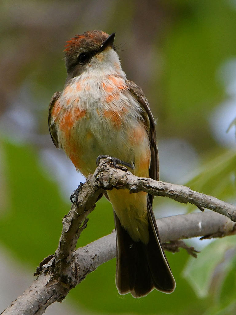 VermilionFlycatcher6.jpg