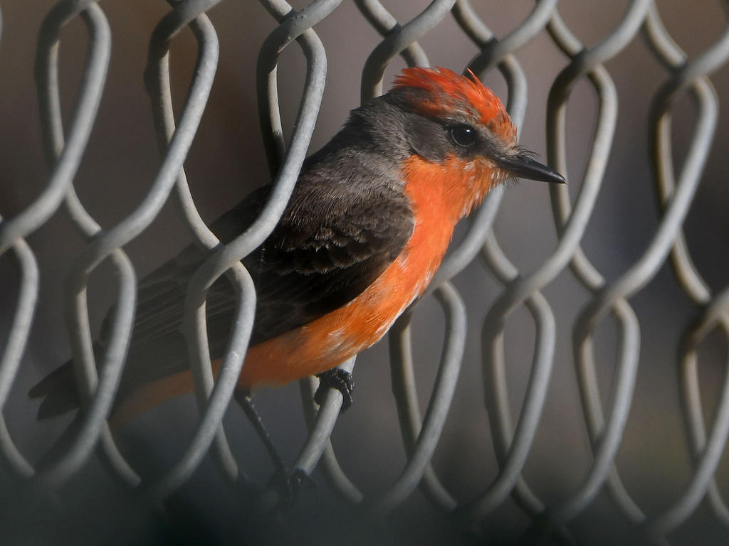 VermilionFlycatcher6.jpg