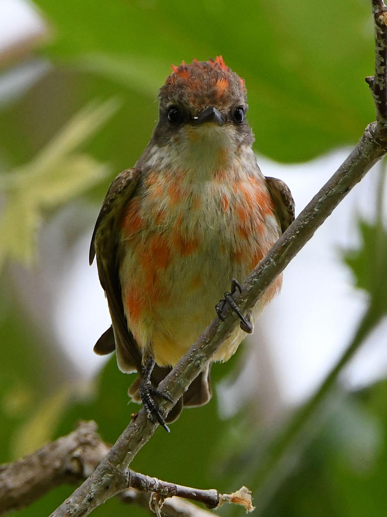VermilionFlycatcher8.jpg