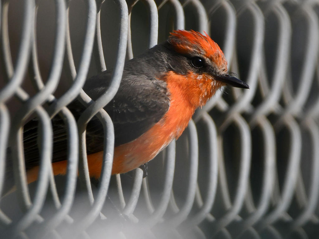VermilionFlycatcher8.jpg