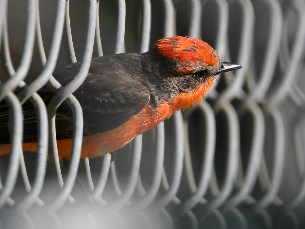 VermilionFlycatcher9.jpg