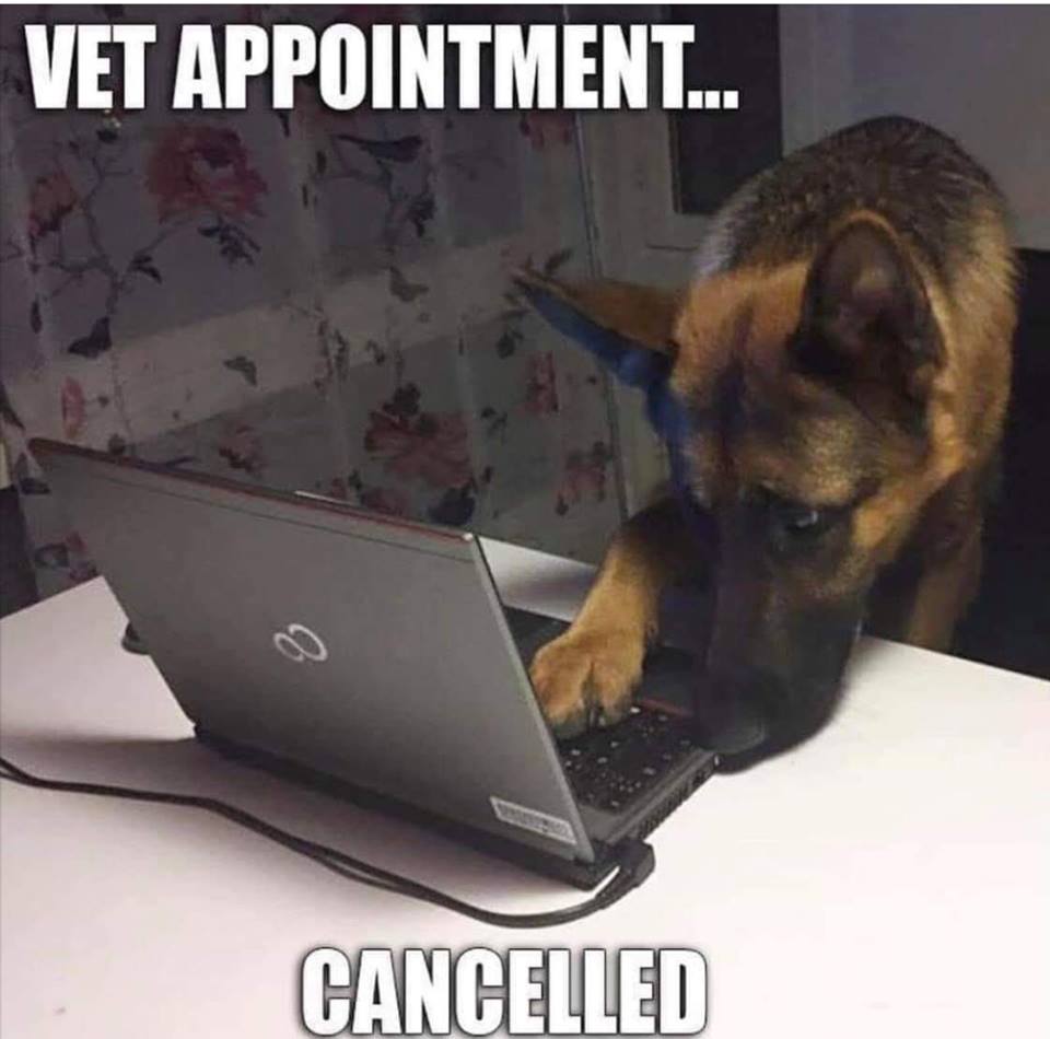 vet.jpg