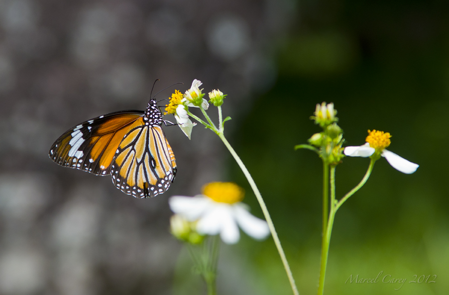 Vietnamese butterfly.jpg