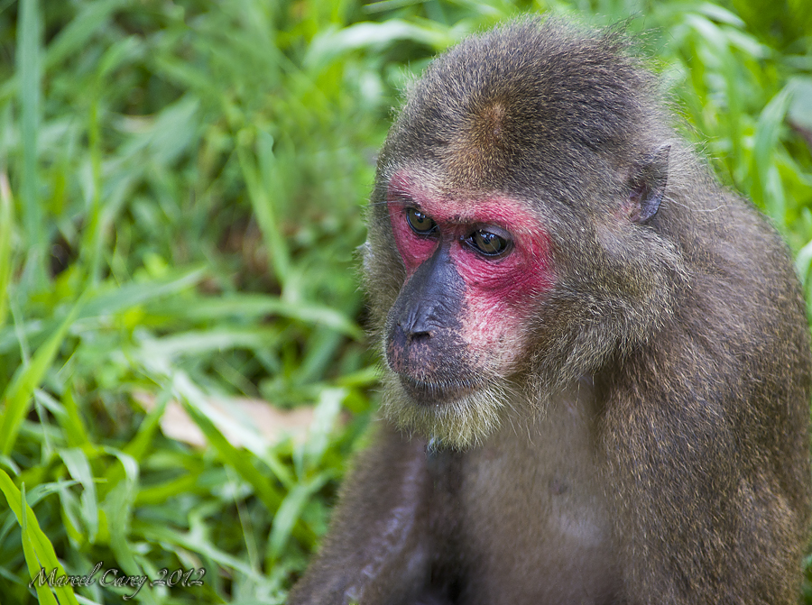 Vietnamese monkey.jpg