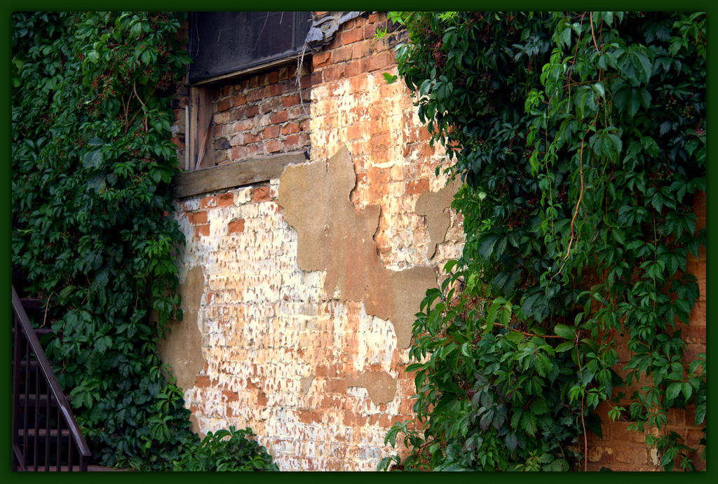 Vines Covering an Old Wall.jpg