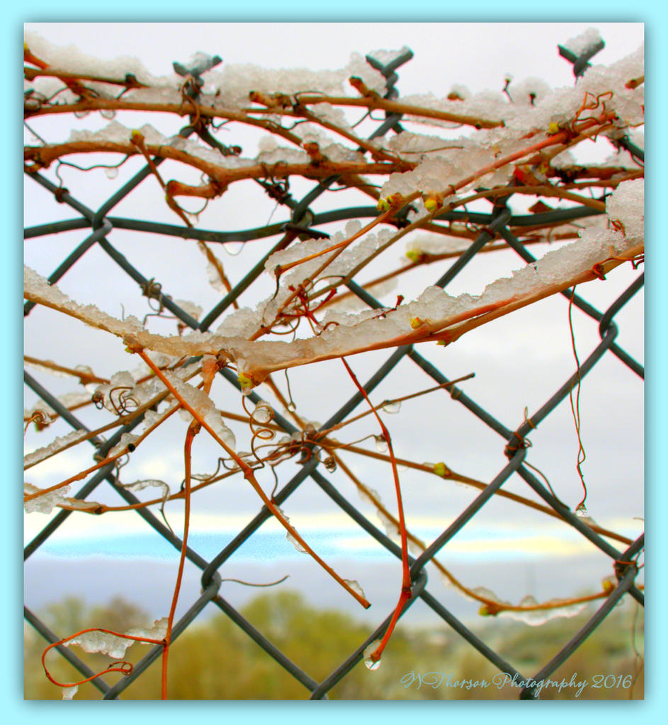 Vines with Snow 4-15-2016.jpg