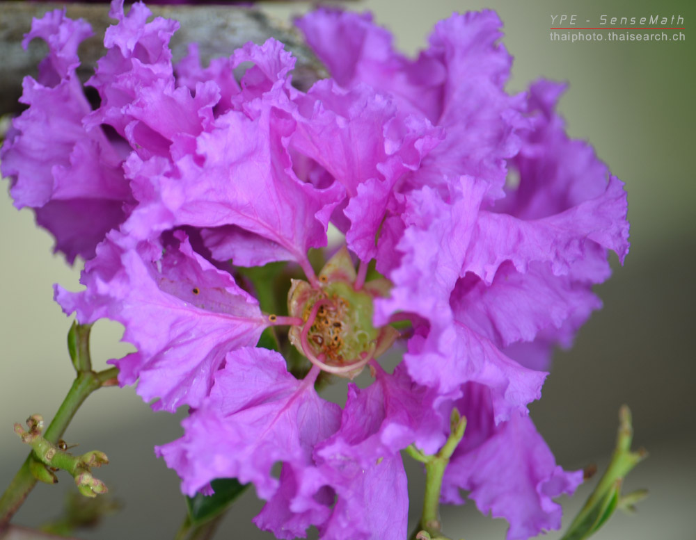 vioflower-1.jpg