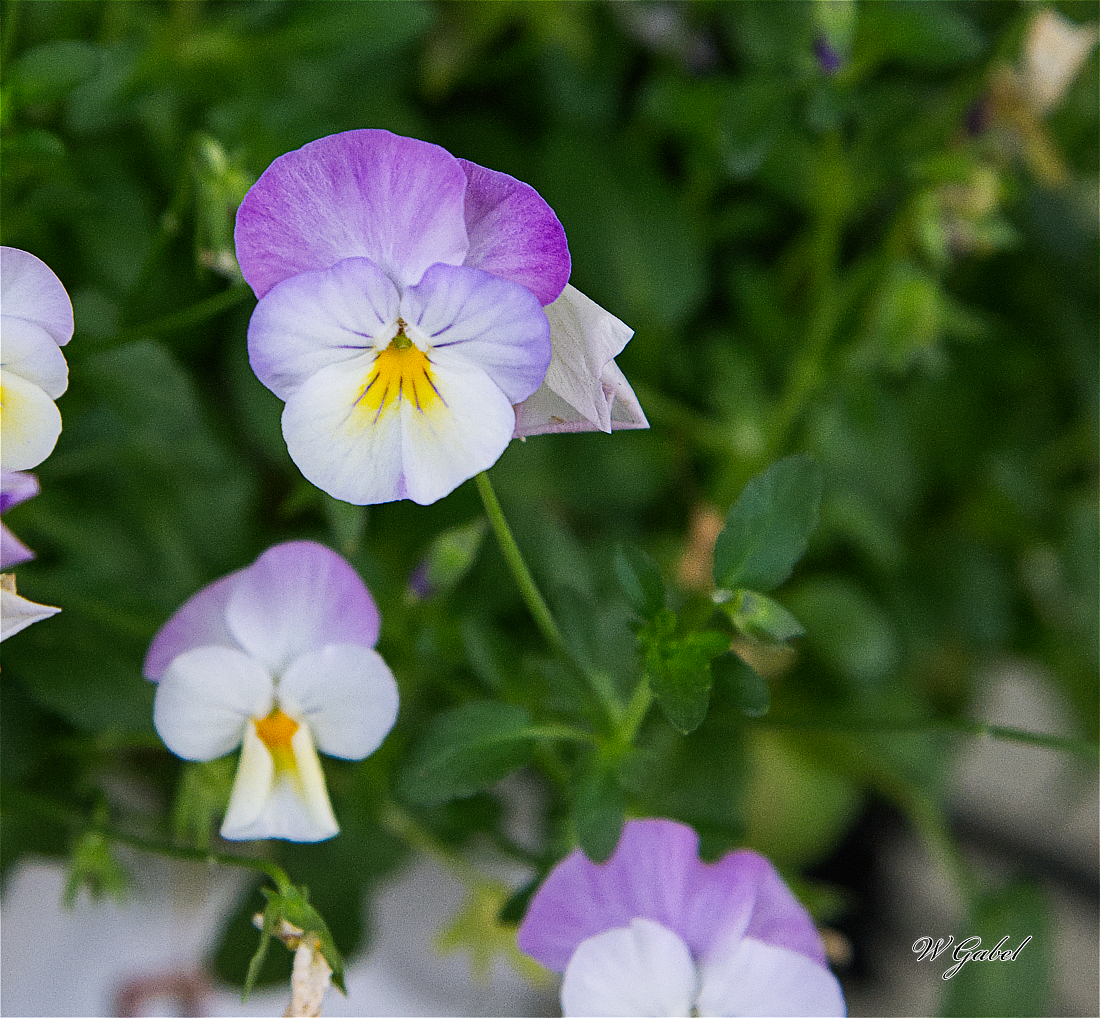 Viola0701 sm.jpg