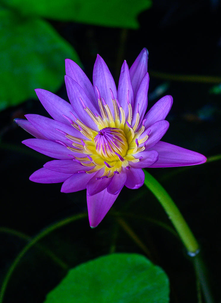 violet-1.jpg