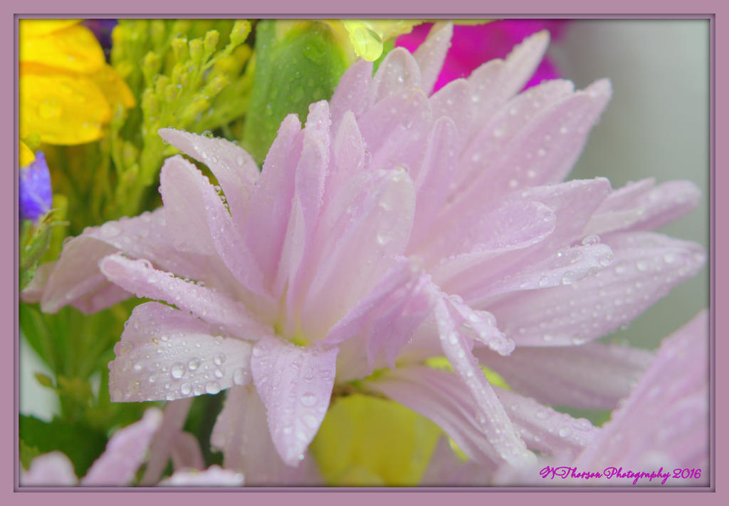 Violet Daisy 3-11-2016.jpg