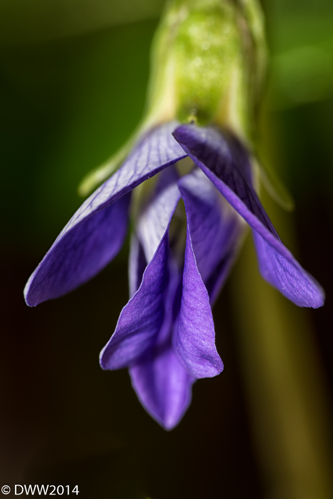 Violet Kiss (1 of 1).jpg