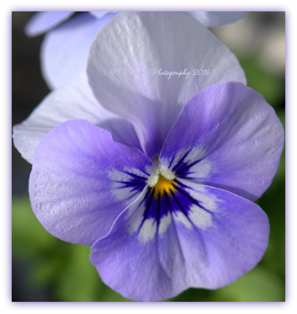 Violet Pansy 3-17-2016.jpg