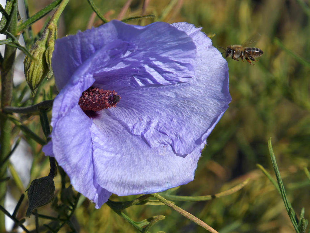 VioletFlower2.jpg
