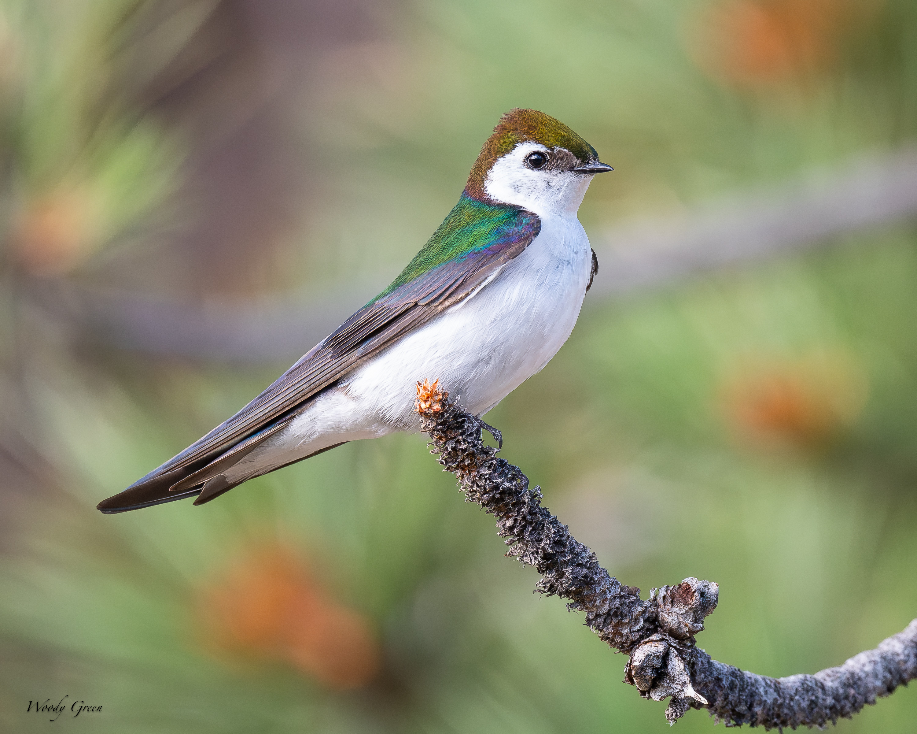 VioletGreenSwallow-224.jpg